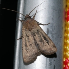 Agrotis infusa (Bogong Moth, Common Cutworm) at Freshwater Creek, VIC - 20 Oct 2022 by WendyEM