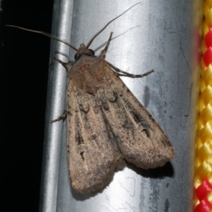 Agrotis infusa at Freshwater Creek, VIC - 20 Oct 2022