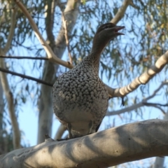 Chenonetta jubata (Australian Wood Duck) at Queanbeyan West, NSW - 11 Aug 2024 by Paul4K