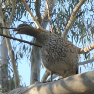 Chenonetta jubata at Queanbeyan West, NSW - 11 Aug 2024