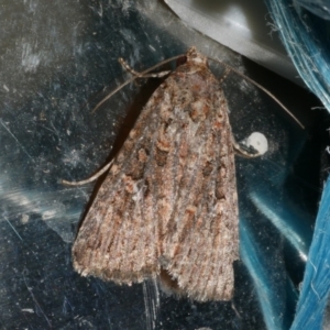 Hypoperigea tonsa at Freshwater Creek, VIC - 21 Oct 2022