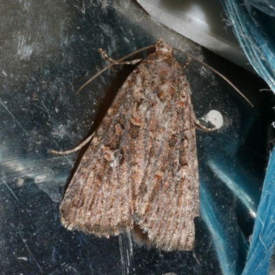 Hypoperigea tonsa (A Noctuid moth (Acronictinae) at Freshwater Creek, VIC - 21 Oct 2022 by WendyEM
