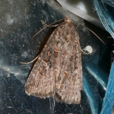 Hypoperigea tonsa (A noctuid moth) at Freshwater Creek, VIC - 21 Oct 2022 by WendyEM