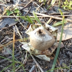 Geastrum sp. (Geastrum sp.) at Queanbeyan West, NSW - 11 Aug 2024 by Paul4K