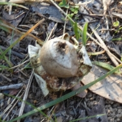 Geastrum sp. at Queanbeyan West, NSW - 11 Aug 2024 08:22 AM