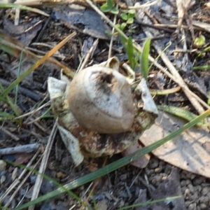 Geastrum sp. at Queanbeyan West, NSW - 11 Aug 2024 08:22 AM