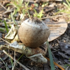 Geastrum sp. at Queanbeyan West, NSW - 11 Aug 2024 08:22 AM