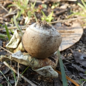 Geastrum sp. at Queanbeyan West, NSW - 11 Aug 2024 08:22 AM