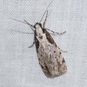 Digama marmorea at Freshwater Creek, VIC - 21 Oct 2022 09:22 PM