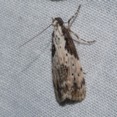 Digama marmorea at Freshwater Creek, VIC - 21 Oct 2022 09:22 PM