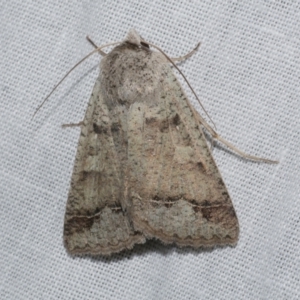 Pantydia sparsa at Freshwater Creek, VIC - 21 Oct 2022