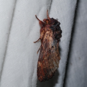 Sorama bicolor at Freshwater Creek, VIC - 21 Oct 2022 09:55 PM