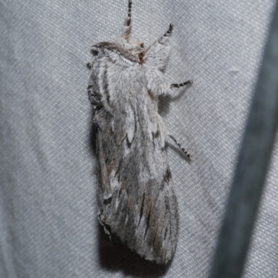 Destolmia lineata (Streaked Notodontid Moth) at Freshwater Creek, VIC - 20 Oct 2022 by WendyEM