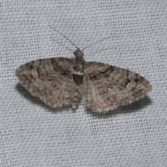 Phrissogonus laticostata (Apple looper moth) at Freshwater Creek, VIC - 20 Oct 2022 by WendyEM