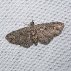 Pasiphilodes testulata (Pome looper) at Freshwater Creek, VIC - 20 Oct 2022 by WendyEM