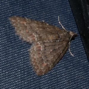 Microdes squamulata at Freshwater Creek, VIC - 21 Oct 2022