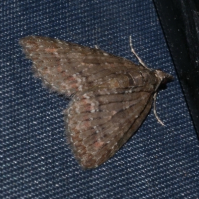 Microdes squamulata (Dark-grey Carpet) at Freshwater Creek, VIC - 21 Oct 2022 by WendyEM