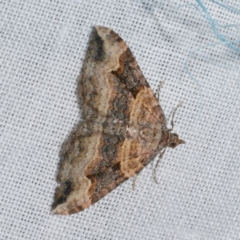 Epyaxa subidaria (Subidaria Moth) at Freshwater Creek, VIC - 21 Oct 2022 by WendyEM