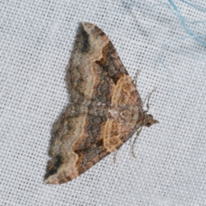 Epyaxa subidaria at Freshwater Creek, VIC - 21 Oct 2022