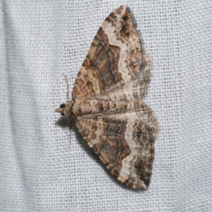 Epyaxa subidaria at Freshwater Creek, VIC - 21 Oct 2022