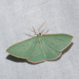 Chlorocoma dichloraria at Freshwater Creek, VIC - 20 Oct 2022