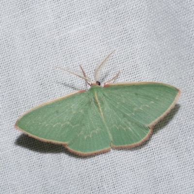 Chlorocoma dichloraria (Guenee's or Double-fringed Emerald) at Freshwater Creek, VIC - 20 Oct 2022 by WendyEM