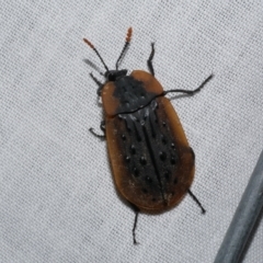 Ptomaphila lacrymosa (Carrion Beetle) at Freshwater Creek, VIC - 20 Oct 2022 by WendyEM