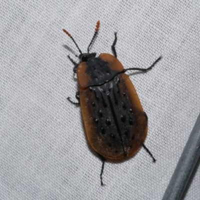 Ptomaphila lacrymosa (Carrion Beetle) at Freshwater Creek, VIC - 20 Oct 2022 by WendyEM