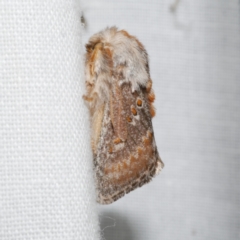 Pseudanapaea (genus) (A cup moth) at Freshwater Creek, VIC - 20 Oct 2022 by WendyEM