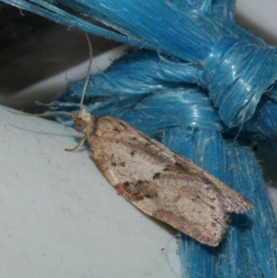 Epiphyas ashworthana (Ashworth's Tortrix) at Freshwater Creek, VIC - 20 Oct 2022 by WendyEM