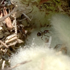 Papyrius sp. (genus) at Googong, NSW - suppressed