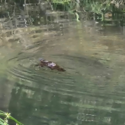 Eucalyptus platypus subsp. congregata at Rewan, QLD - 10 Aug 2024 by AliClaw