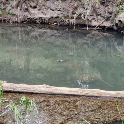 Eucalyptus platypus subsp. congregata at Rewan, QLD - 10 Aug 2024 by AliClaw