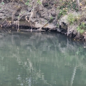 Hydromys chrysogaster at Rewan, QLD - 10 Aug 2024