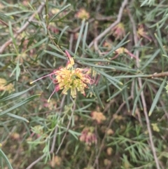 Unidentified Other Shrub at Rewan, QLD - 10 Aug 2024 by AliClaw