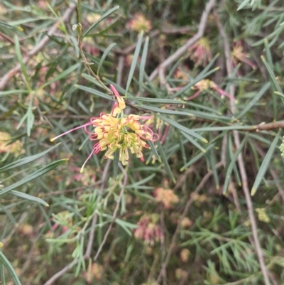 Unidentified Other Shrub at Rewan, QLD - 10 Aug 2024 by AliClaw