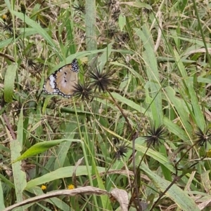 Danaus petilia at Rewan, QLD - 10 Aug 2024 03:59 PM