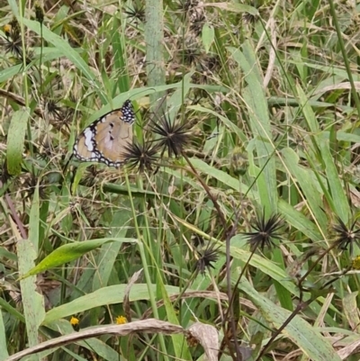 Danaus petilia (Lesser wanderer) at Rewan, QLD - 10 Aug 2024 by AliClaw