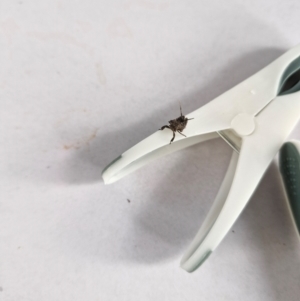 Fulgoroidea (superfamily) at Rewan, QLD - 9 Aug 2024 03:54 PM