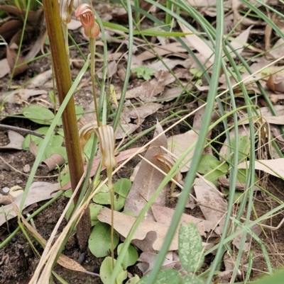 Pterostylis ophioglossa (Snake-tongue Greenhood) at Rewan, QLD - 9 Aug 2024 by AliClaw