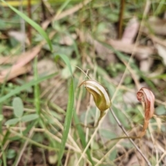 Pterostylis ophioglossa (Snake-tongue Greenhood) at Rewan, QLD - 9 Aug 2024 by AliClaw