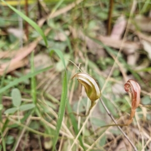 Pterostylis ophioglossa at Rewan, QLD - suppressed