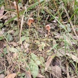 Pterostylis ophioglossa at Rewan, QLD - suppressed