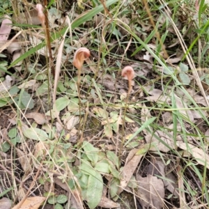 Pterostylis ophioglossa at Rewan, QLD - 9 Aug 2024