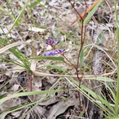 Unidentified Other Shrub at Rewan, QLD - 9 Aug 2024 by AliClaw