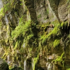 Unidentified Fern or Clubmoss at Rewan, QLD - 9 Aug 2024 by AliClaw