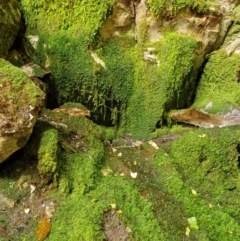 Unidentified Fern or Clubmoss at Rewan, QLD - 9 Aug 2024 by AliClaw