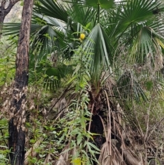 Unidentified Plant at Rewan, QLD - 9 Aug 2024 by AliClaw