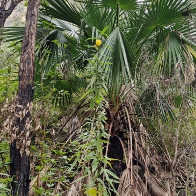 Unidentified Plant at Rewan, QLD - 9 Aug 2024 by AliClaw