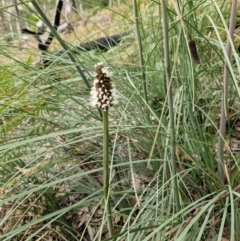 Xanthorrhoea (genus) (Grass Tree) at Rewan, QLD - 9 Aug 2024 by AliClaw